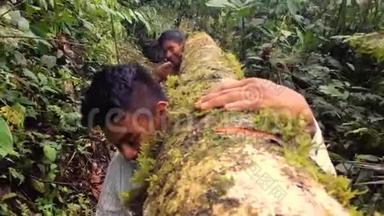 两个带着原木的土著人穿过亚马逊雨林